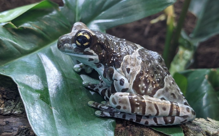 Amazon Milk Frog.jpg